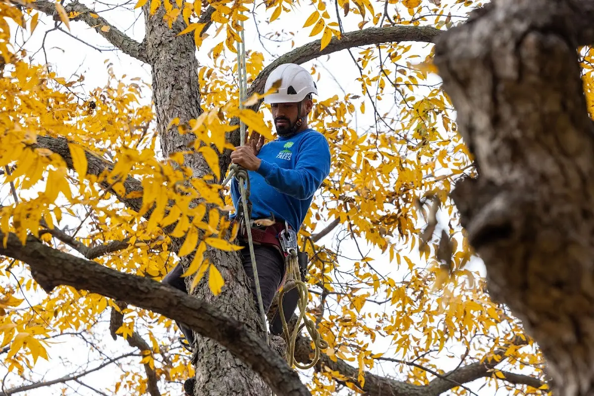 Skilled Tree Planting crew working in Frankfort